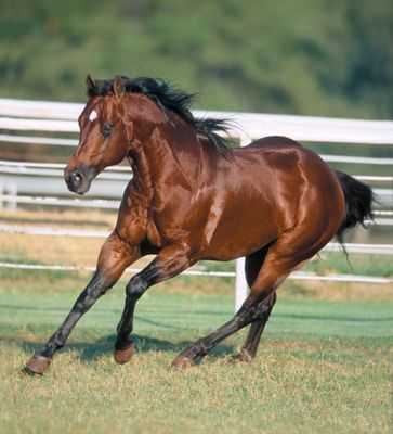 Chic Please - loping