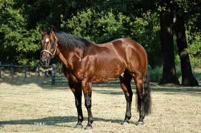 Chic Please - halter