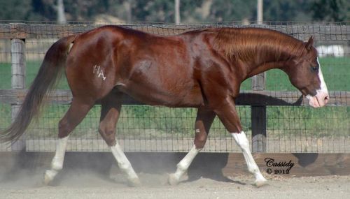 DA Pepanic - AQHA/APHA Son of Reminic - NRHA $ Earner