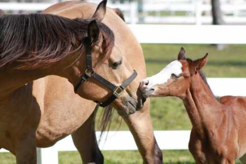 2012 Solanos Kicker Colt