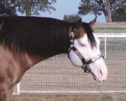 Colonels Smoken Chex