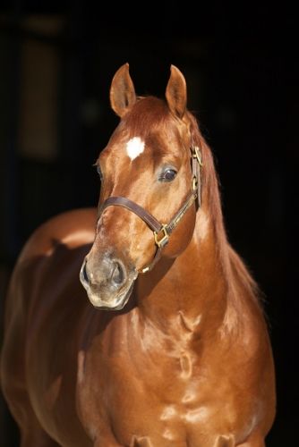 Stylish Rey Gay  - #1