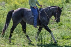 Terrific Blue Horizon