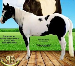 Smart Frolicin Tenina