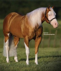 Alwaysshineyergunsup